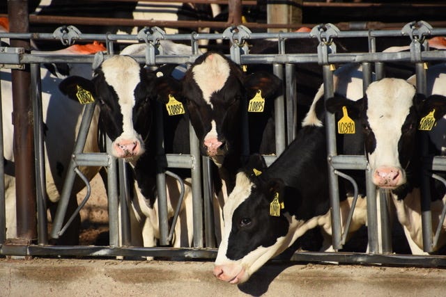 Brightmark Energy, a California-based company specializing in repurposing waste products, is hoping to use anaerobic digesters to harvest natural gas from the manure generated by these and other cows at the Boadwine Dairy in South Dakota. Demand for gas derived from renewable sources such as cow manure has surged over the past decade thanks to federal and state regulations aimed at promoting cleaner fuels.