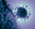 Covid-19 Continues To Affect Global Supply Chain Networks