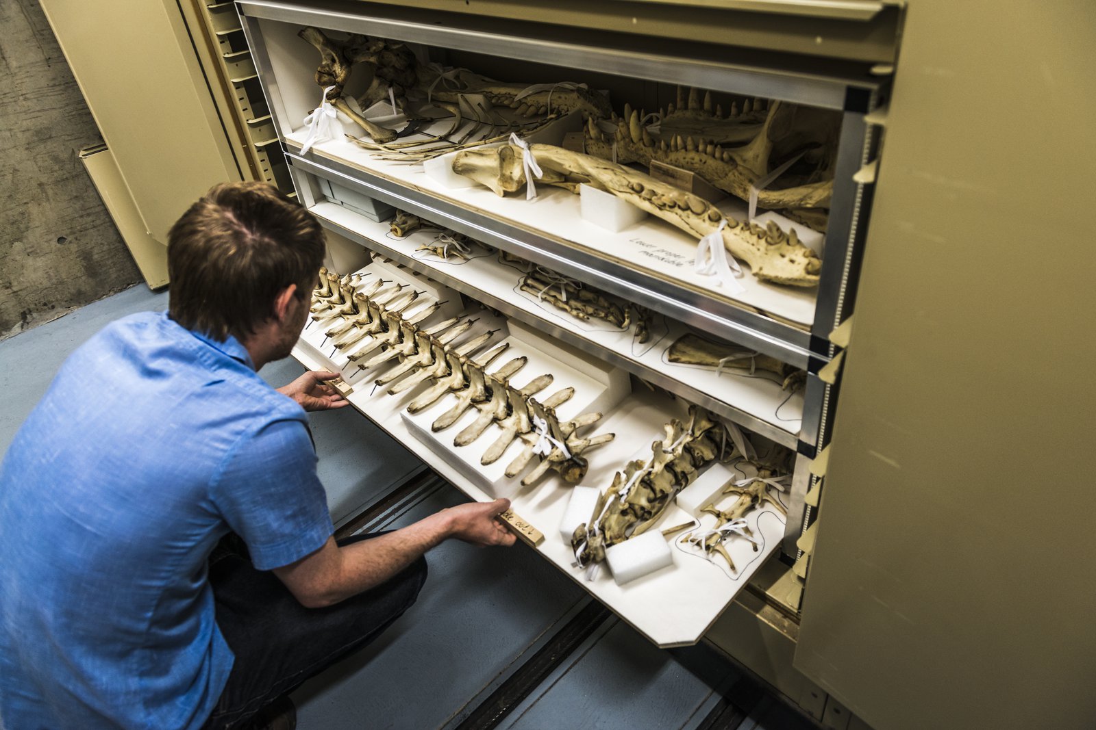 A person squats to open a sliding cabinet drawer in collections storage.