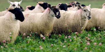 Advice on establishing and grazing herbal leys
