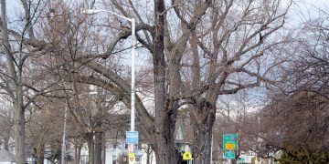 Springfield seeks consultant for tree inventory
