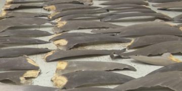 $700,000 worth of shark fins confiscated at Miami airport cargo facility