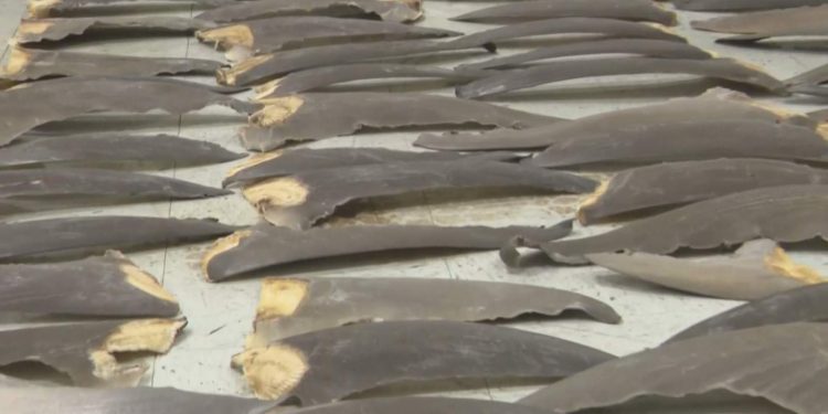 $700,000 worth of shark fins confiscated at Miami airport cargo facility