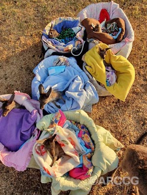 Lufthansa Cargo has supported the relief work in Australia by providing fast transport together with its joint venture partner ANA Cargo