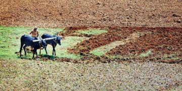 Farmers in the lurch over cap on red gram procurement in Telangana- The New Indian Express
