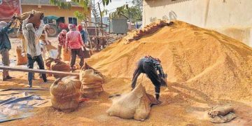 Procurement delay, officials’ aparhy worry for farmers in Jaleswar – The New Indian Express
