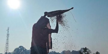 Rain deals a blow to paddy procurement in Odisha’s Kendrapara- The New Indian Express
