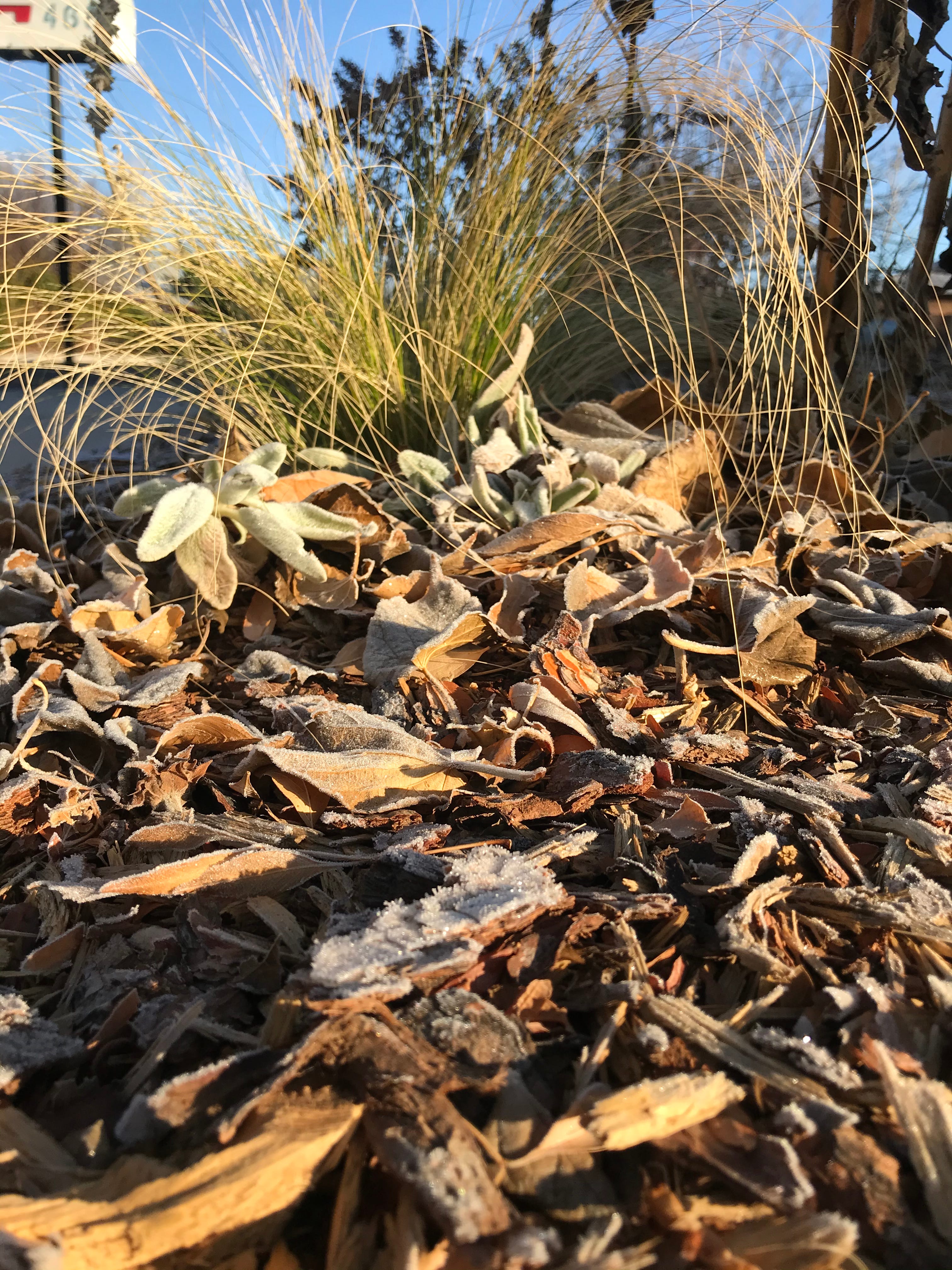 Shredded woodchip mulch helps soil hold moisture and insulates plant roots on a frosty November morning.