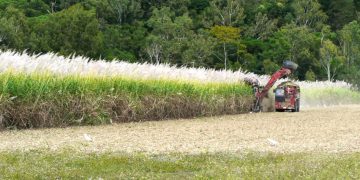 NEWSPORT DAILY-Online pricing tool boon for Mossman cane growers