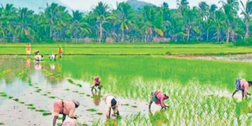 Low procurement quota troubles red gram farmers