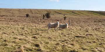 Scot Gov addresses supply chain stability amid Covid-19 outbreak