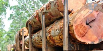 WA Government puts a 12-month halt on logging of mature karri forests in the South West