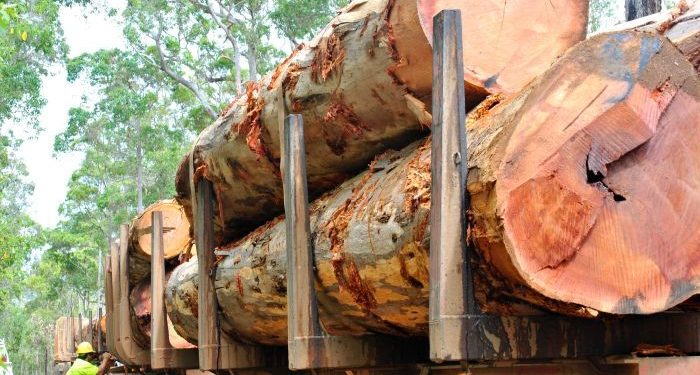 WA Government puts a 12-month halt on logging of mature karri forests in the South West
