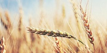 UP targets rabi wheat procurement of 5.5 mn tonnes at Rs 1,925/quintal MSP