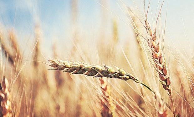 UP targets rabi wheat procurement of 5.5 mn tonnes at Rs 1,925/quintal MSP