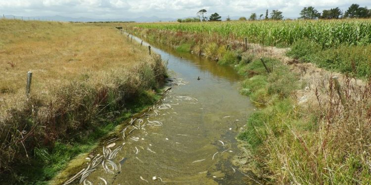 Streams of dead birds and fish could become more frequent with climate change