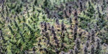 For Cannabis Companies, Coronavirus Threatens To Smoke Cash Flows