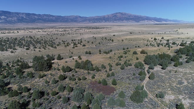 A stand of trees in northeastern Nevada known as the swamp cedars is considered sacred by a number of Shoshone tribes. The trees have been a ceremonial site since time immemorial. They also represent a living connection to native people killed in a series of massacres in the region.