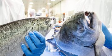 Coronavirus: NZKS focused on Cook Strait plans amid Covid-19 outbreak