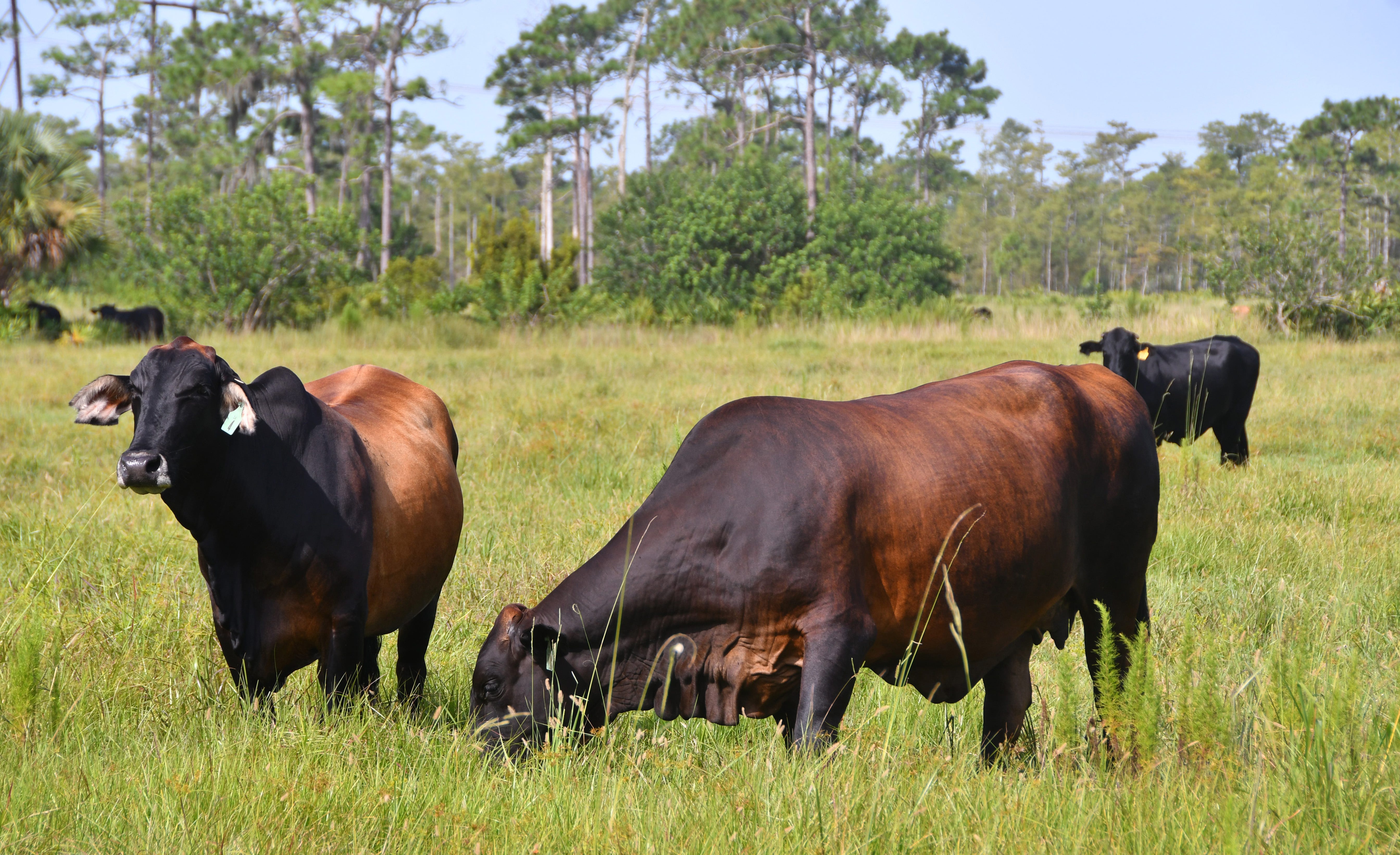 A pasture that was spread with biosolids two years ago now has cattle grazing on Bahia grass.