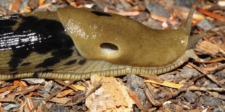 In defense of slugs: Show a little love