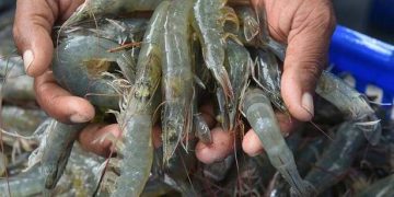 Virus effect: Seafood exporters worried over drop in demand, cargo disruption
