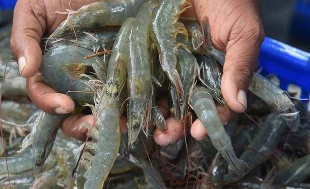 Virus effect: Seafood exporters worried over drop in demand, cargo disruption