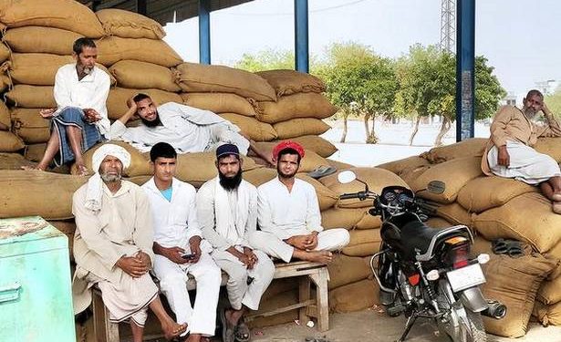 Distress sale of mustard in Haryana as govt. yet to start procurement