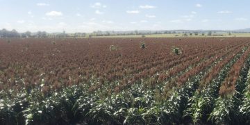 Feedgrain Focus: Exports, weaker $A lift values