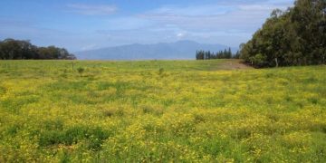 Department of Agriculture Aims to ʻMaintain Critical Servicesʻ