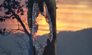 It’s forest fire season so be cautious about outdoor burning; don’t be fooled by the wet conditions. . .
