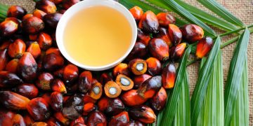 Kellogg removes sustainable palm oil credits in effort to improve supply chain transparency