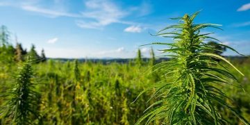 National Hemp Association Chairman Aims to Build Out US Hemp Supply Chain