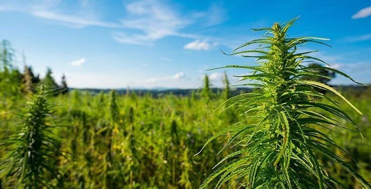 National Hemp Association Chairman Aims to Build Out US Hemp Supply Chain