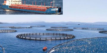 Cargo ship damaged fish farm fence, some 2 mil fish fled the farm, Turkey – Maritime Bulletin