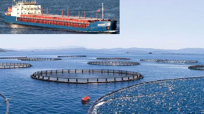 Cargo ship damaged fish farm fence, some 2 mil fish fled the farm, Turkey ā Maritime Bulletin