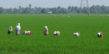 ‘Distress Sale’: Delayed Procurement Forces Farmers to Sell Paddy at Lower Price