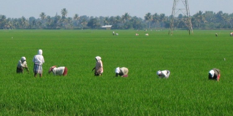 ‘Distress Sale’: Delayed Procurement Forces Farmers to Sell Paddy at Lower Price
