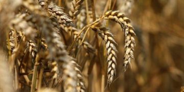 Sindh anti-corruption minister vows transparency in wheat procurement process