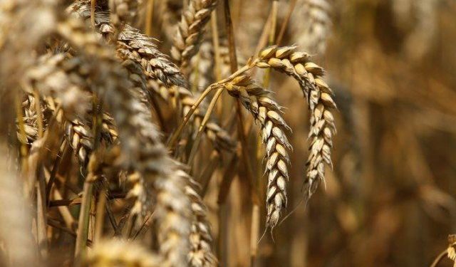 Sindh anti-corruption minister vows transparency in wheat procurement process