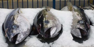 Covid-19’s huge impact on Australia’s tuna business