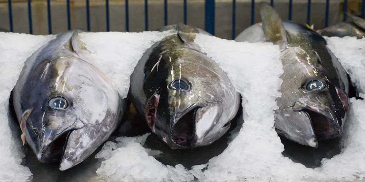 Covid-19’s huge impact on Australia’s tuna business