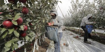 COVID-19 Threatens Food Supply Chain As Farms Worry About Workers Falling Ill : NPR