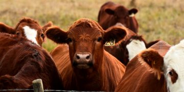 Impact of Coronavirus on the U.S. Beef Supply Chain