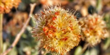 Who’s greener? Mine fight pits electric cars against flower – KRNV My News 4