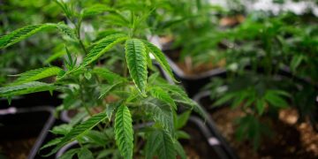 CCC Approves Weed Supply Chain Changes Amid Pandemic