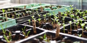 Supply chain shortages leave gardeners waiting for seeds