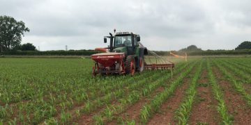 Farmers to bid in reverse auction to undersow maize with grass
