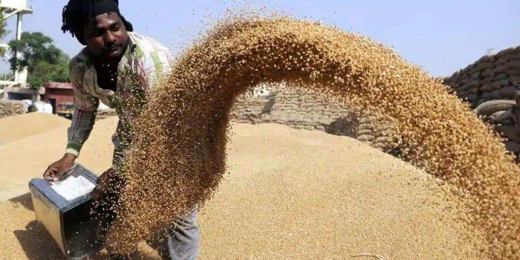 Wheat procurement in Patiala: 6,500 coupons issued to farmers – cities