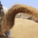 Wheat procurement in Patiala: 6,500 coupons issued to farmers – cities